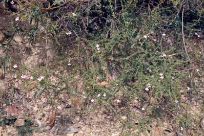 APII jpeg image of Prostanthera spinosa  © contact APII