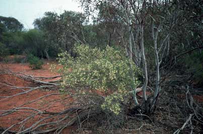 APII jpeg image of Eremophila sturtii  © contact APII