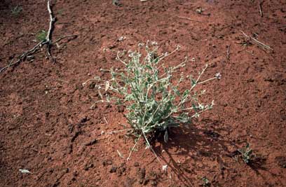 APII jpeg image of Ptilotus obovatus  © contact APII