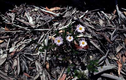 APII jpeg image of Olearia sp. Rhizomatica (I.R.Telford 11549)  © contact APII