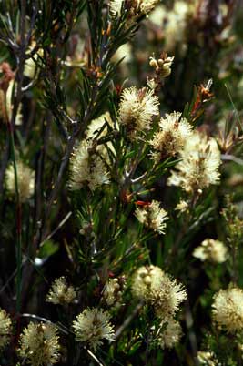 APII jpeg image of Callistemon pityoides  © contact APII