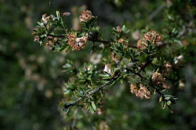 APII jpeg image of Kunzea rupestris  © contact APII