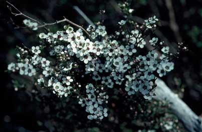 APII jpeg image of Leptospermum jingera  © contact APII