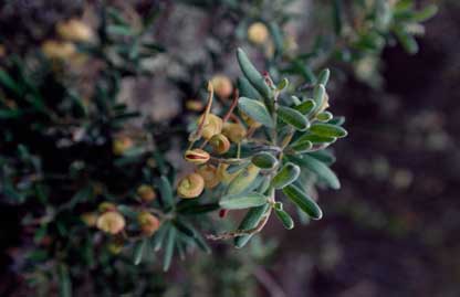 APII jpeg image of Grevillea lanigera  © contact APII