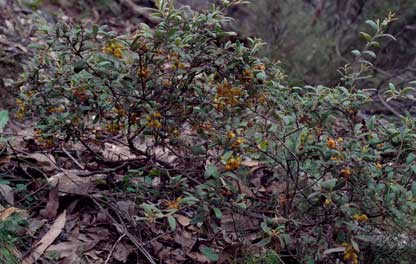 APII jpeg image of Grevillea  © contact APII