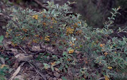 APII jpeg image of Grevillea  © contact APII