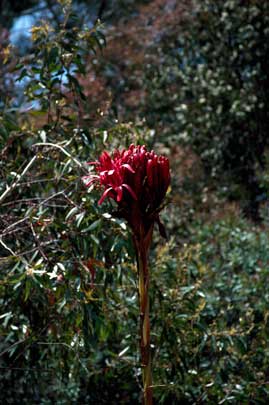 APII jpeg image of Doryanthes excelsa  © contact APII