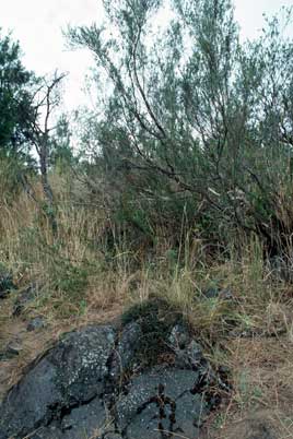 APII jpeg image of Muehlenbeckia tuggeranong  © contact APII