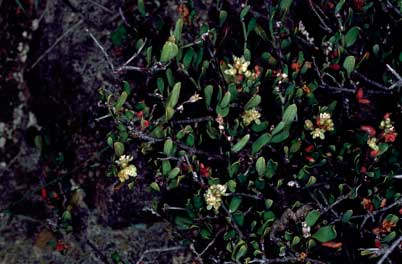 APII jpeg image of Muehlenbeckia tuggeranong  © contact APII