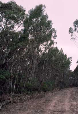 APII jpeg image of Eucalyptus paliformis  © contact APII