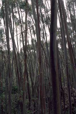 APII jpeg image of Eucalyptus paliformis  © contact APII