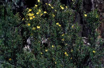 APII jpeg image of Hibbertia serpyllifolia  © contact APII