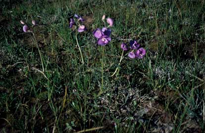 APII jpeg image of Swainsona procumbens  © contact APII