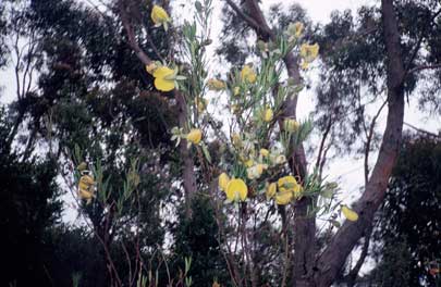 APII jpeg image of Gompholobium latifolium  © contact APII