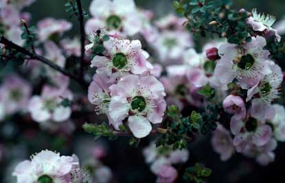 APII jpeg image of Leptospermum rotundifolium  © contact APII