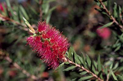 APII jpeg image of Callistemon subulatus  © contact APII