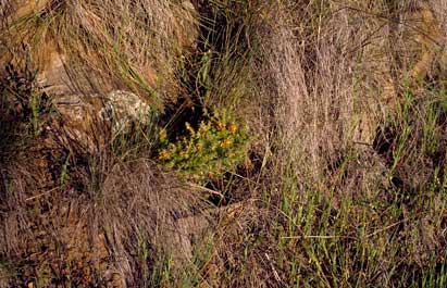 APII jpeg image of Pultenaea campbellii  © contact APII