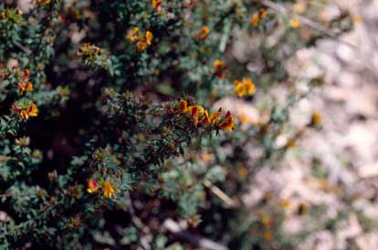 APII jpeg image of Pultenaea costata  © contact APII