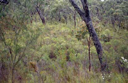 APII jpeg image of Pultenaea glabra  © contact APII