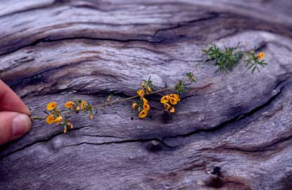 APII jpeg image of Pultenaea laxiflora  © contact APII