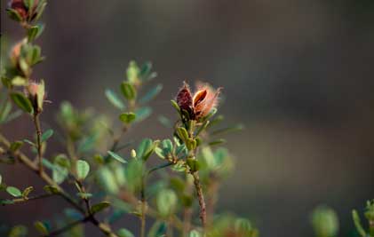 APII jpeg image of Pultenaea millarii var. millarii  © contact APII