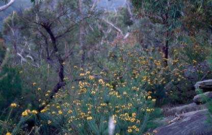 APII jpeg image of Pultenaea stipularis  © contact APII