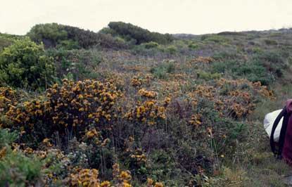 APII jpeg image of Pultenaea stricta  © contact APII