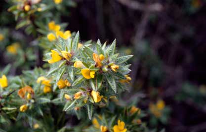 APII jpeg image of Pultenaea trinervis  © contact APII