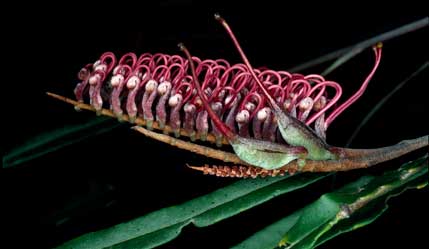 APII jpeg image of Grevillea aspleniifolia  © contact APII