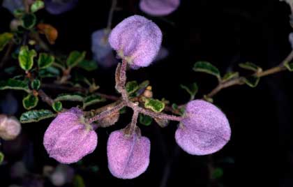 APII jpeg image of Keraudrenia hermanniifolia  © contact APII