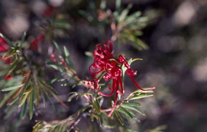 APII jpeg image of Grevillea molyneuxii  © contact APII