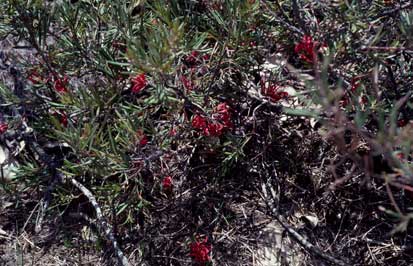 APII jpeg image of Grevillea molyneuxii  © contact APII