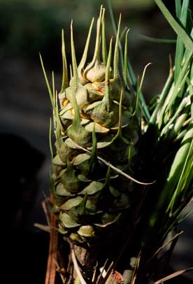 APII jpeg image of Macrozamia mountperriensis  © contact APII