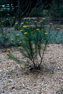 APII jpeg image of Cassinia leptocephala subsp. leptocephala  © contact APII