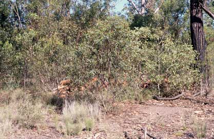 APII jpeg image of Eucalyptus curtisii  © contact APII