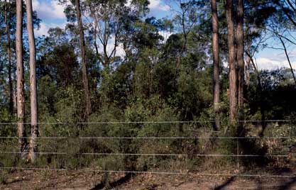 APII jpeg image of Eucalyptus curtisii  © contact APII