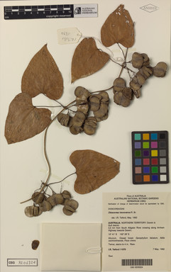 APII jpeg image of Dioscorea transversa  © contact APII