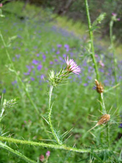 APII jpeg image of Carduus pycnocephalus  © contact APII