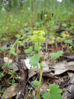 APII jpeg image of Hydrocotyle laxiflora  © contact APII