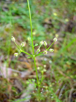 APII jpeg image of Daucus glochidiatus  © contact APII