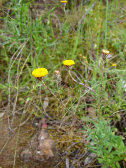 APII jpeg image of Leptorhynchos squamatus subsp. squamatus  © contact APII