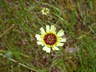 APII jpeg image of Tolpis umbellata  © contact APII