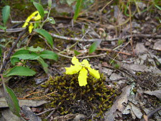 APII jpeg image of Goodenia hederacea subsp. hederacea  © contact APII