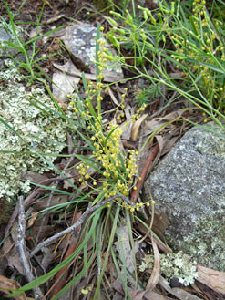 APII jpeg image of Lomandra filiformis  © contact APII