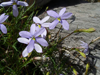 APII jpeg image of Isotoma axillaris  © contact APII