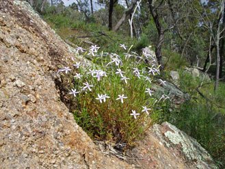 APII jpeg image of Isotoma axillaris  © contact APII