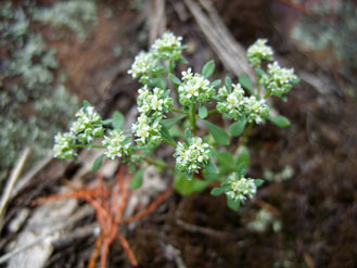 APII jpeg image of Poranthera microphylla  © contact APII