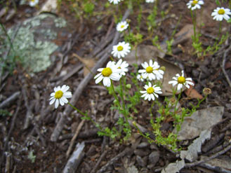 APII jpeg image of Brachyscome gracilis subsp. gracilis  © contact APII