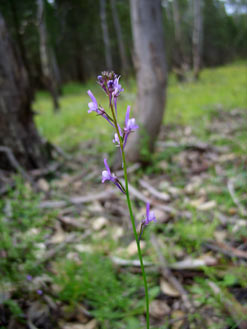 APII jpeg image of Linaria pelisseriana  © contact APII