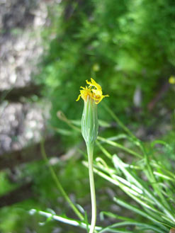 APII jpeg image of Microseris lanceolata  © contact APII